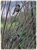 Great_tit__DSC_0089.jpg