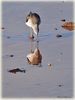 Greenshank_DSC_0347.jpg