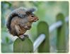 Grey_Squirrel_DSC_0022.jpg