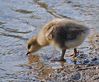 Filename=Greylag_Gosling.jpg
Filesize=107KiB
Dimensions=723x600
Date added=May 09, 2011 Greylag_Gosling.jpg
