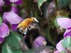 Filename=Hairy-footed_Flower_Bee_DSC_0164.jpg
Filesize=71KiB
Dimensions=800x600
Date added=Apr 13, 2013 Hairy-footed_Flower_Bee_DSC_0164.jpg