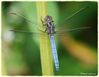 Keeled_Skimmer__DSC_0110.jpg