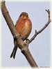 Linnet_DSC_0416.jpg