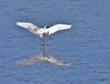 Little_Egret_28Egretta_garzetta29_DSC_0152.jpg