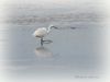 Filename=Little_Egret_DSC_0587.jpg
Filesize=43KiB
Dimensions=800x600
Date added=Sep 02, 2014 Little_Egret_DSC_0587.jpg