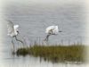 Filename=Little_Egrets.jpg
Filesize=50KiB
Dimensions=800x600
Date added=Oct 13, 2014 Little_Egrets.jpg
