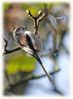 Filename=Long-Tailed_tit.jpg
Filesize=58KiB
Dimensions=590x800
Date added=Dec 04, 2012 Long-Tailed_tit.jpg