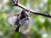 Filename=Long-tailed_tit_DSC_0185.jpg
Filesize=55KiB
Dimensions=800x600
Date added=Feb 08, 2014 Long-tailed_tit_DSC_0185.jpg