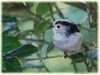 Filename=Long-tailed_tit__DSC_0149.jpg
Filesize=56KiB
Dimensions=800x600
Date added=Jan 11, 2013 Long-tailed_tit__DSC_0149.jpg