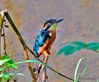 Male_Kingfisher_DSC_0068.jpg