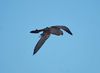 Filename=Peregrine_Falcon__Falco_peregrinus_DSC_0281.jpg
Filesize=31KiB
Dimensions=800x584
Date added=Nov 10, 2010 Peregrine_Falcon__Falco_peregrinus_DSC_0281.jpg