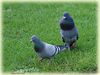 Pigeons_DSC_0376.jpg