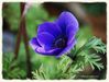 Filename=Purple_Anemone_coronaria.jpg
Filesize=70KiB
Dimensions=791x600
Date added=Apr 04, 2013 Purple_Anemone_coronaria.jpg