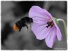 R_T_Bumblebee_DSC_0146.jpg