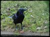 Raven_DSC_0006.jpg