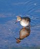 Redshank_-_Tringa_totanus_DSC_0036.jpg
