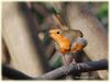 Robin_DSC0071.jpg