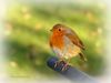 Filename=Robin_DSC_0060.jpg
Filesize=43KiB
Dimensions=800x600
Date added=Jan 27, 2015 Robin_DSC_0060.jpg