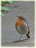 Filename=Robin_DSC_0108.jpg
Filesize=65KiB
Dimensions=600x800
Date added=Feb 09, 2013 Robin_DSC_0108.jpg