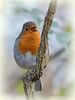 Robin_DSC_0400.jpg