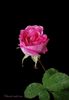 Rose~0.jpg