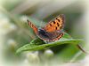 Small_copper_DSC_0033.jpg