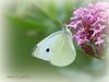 Small_white_DSC_0202.jpg