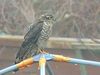 Filename=Sparrowhawk.jpg
Filesize=54KiB
Dimensions=800x600
Date added=Feb 08, 2016 Sparrowhawk.jpg