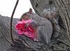 Filename=Squirrel.jpg
Filesize=87KiB
Dimensions=758x562
Date added=Apr 13, 2013 Squirrel.jpg