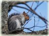 Filename=Squirrel_DSC_0381.jpg
Filesize=91KiB
Dimensions=800x600
Date added=Feb 09, 2013 Squirrel_DSC_0381.jpg