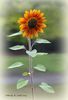 Sunflower.jpg