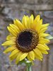 Sunflower~0.jpg
