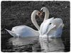 Swans_DSC_0267.jpg
