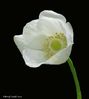 White_anemone.jpg