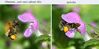 Common Carder Bumblebee