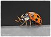 ladybird.jpg