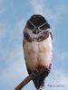spectacled_owl2C.jpg