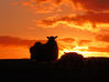 Sunset_-_sheep_silhouette_1_-_24_may_2011_copy.jpg