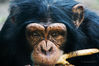 Chimp1.jpg
