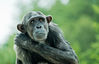 Chimp3.jpg