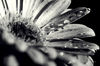 Gerbera_after_WaterBW.jpg