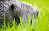 Hedgehog2.jpg
