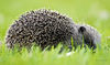 Hedgehog3.jpg