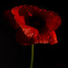 Poppy.jpg