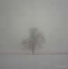 Tree_in_Mist.jpg