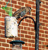 A_Starling_on_the_bird_feeder.jpg