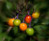 Berries____Green_and_orange_colour_Cropped_.jpg