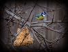 Blue_Tit_and_bell-002.JPG