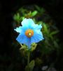 Blue_poppy.jpg