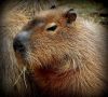 Capybara_close_up.jpg